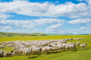呼伦贝尔: 不可错过的辽阔草原和兴安秋色-茉苛云生活